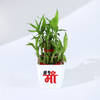Shop Mother's Day Lucky Bamboo Plant with Plastic Pot