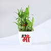 Mother's Day Lucky Bamboo Plant with Plastic Pot