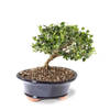 Natal Plum Potted Bonsai
