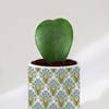 Gift Nature's Artistry - Hoya Heart Plant With Pot