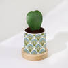Shop Nature's Artistry - Hoya Heart Plant With Pot