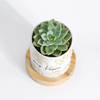 Shop Nature's Gem - Echeveria Succulent With Pot - Personalized