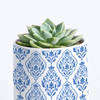 Gift Nature's Treasure - Echeveria Succulent With Pot