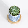 Shop Nature's Treasure - Echeveria Succulent With Pot
