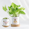 New Year Mantra - Money Plant With Personalized Pot
