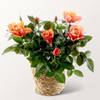 Orange Rose in wicker basket