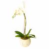 Orchid in ceramic vase Online