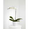 Orchid Plant