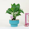 Gift Peace Lilly Love With Planter