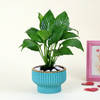 Peace Lilly Love With Planter Online