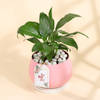 Gift Peace Lily Plant In A Lovely Pink Planter for Mom