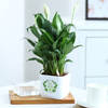 Buy Peacelily Plant With Self-Watering Planter