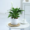 Gift Peacelily Plant With White Planter And Plate