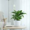 Shop Peacelily Plant With White Planter And Plate
