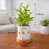 Gift Personalized Bamboo Plant For Women's Day