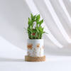 Shop Personalized Bamboo Plant For Women's Day