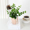 Buy Personalized Chic Ivy Keepsake Planter