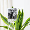 Gift Personalized Dracaena Lime With Fridge Magnet Combo