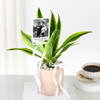 Buy Personalized Dracaena Lime With Fridge Magnet Combo