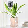 Shop Personalized Dracaena Lime With Fridge Magnet Combo