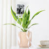 Personalized Dracaena Lime With Fridge Magnet Combo Online