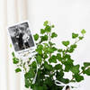 Gift Personalized English Ivy And Fridge Magnet Combo