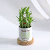 Buy Personalized Father's Day Bamboo Plant With Ceramic Planter