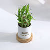 Shop Personalized Father's Day Bamboo Plant With Ceramic Planter
