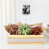 Personalized Fittonia Trio And Fridge Magnet Combo Online