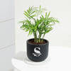 Buy Personalized Midnight Clay Pot With Chamaedorea Palm Plant