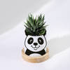 Personalized Panda Ceramic Planter With Haworthia Plant