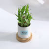 Shop Personalized Positivity Planter With Bamboo Plant