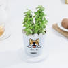 Shop Personalized Self-Watering Dog Planter With Jade Plant