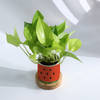 Buy Personalized Watermelon Planter With Money Plant