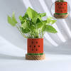 Personalized Watermelon Planter With Money Plant