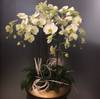 Phalaenopsis in ceramic vase Online