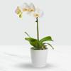 Phalaenopsis orchid in a pot Online