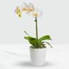 Phalaenopsis Orchid in Pot Online