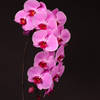 Phalaenopsis Surabaya (per Stem) Online