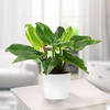 Philodendron Imperial Green