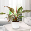 Philodendron Imperial Red