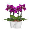 Picturesque Purple Mini Orchid