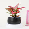 Buy Pink Blush Aglaonema Plant