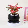 Shop Pink Blush Aglaonema Plant