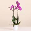 Pink Orchid - Premium Orchid Plant