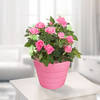Pink Rose in a pot