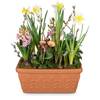 Plant Pot Cheerful Little Spring Garden