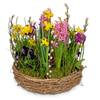 Planted Basket Colorful spring wreath