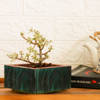 Buy Planter - Bonsai - Single Piece