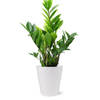 Potted ZZ Houseplant in Natural Wood